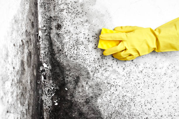 Best White Mold Remediation in Conning Towers Nautilus Park, CT