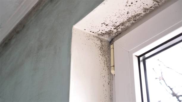 Best Bathroom Mold Remediation in Conning Towers Nautilus Park, CT