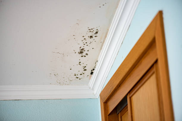 Best Commercial Mold Remediation in Conning Towers Nautilus Park, CT