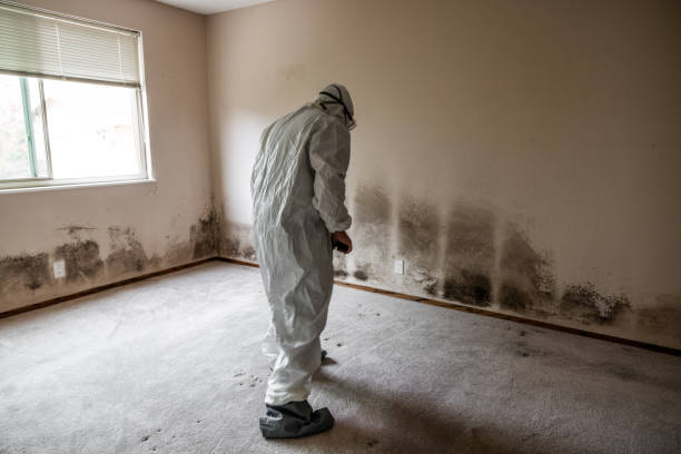 Best DIY Mold Remediation Support Services in Conning Towers Nautilus Park, CT