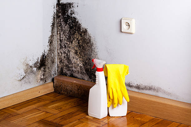 Best Emergency Mold Remediation in Conning Towers Nautilus Park, CT